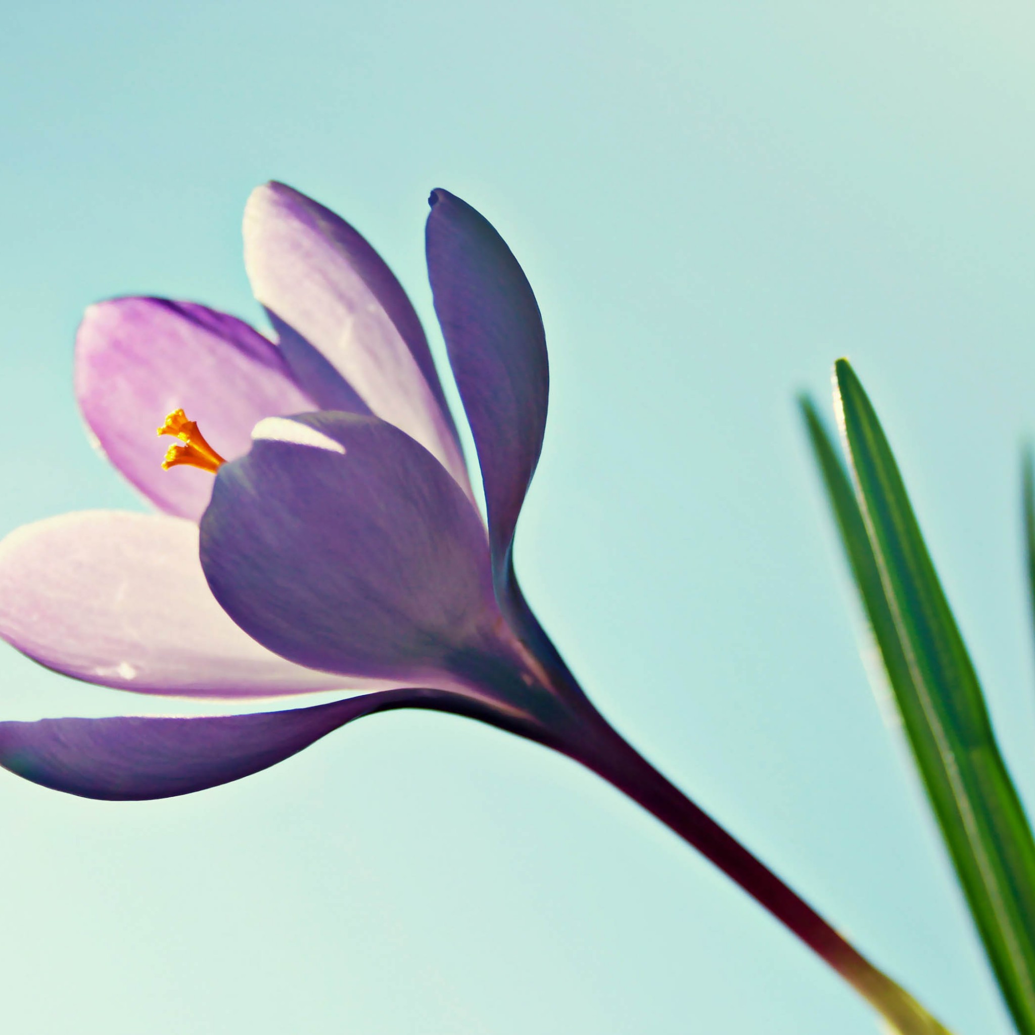 Crocus Scientific Trading